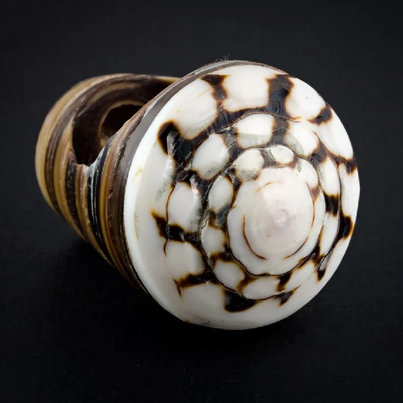 Jewelry Sale – Exclusive Styles At Lower Prices Sand Seashell Ring - Labyrinth Spiral