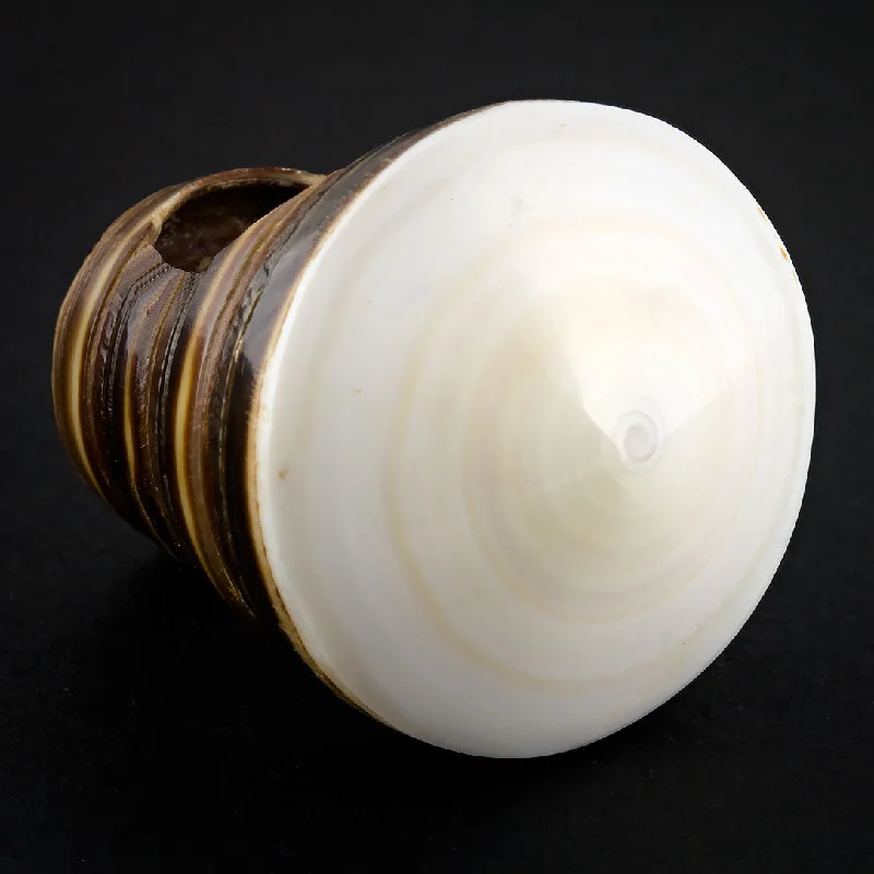 Luxury Jewelry Clearance – Shop Premium Styles Now Sand Seashell Ring - White Spiral